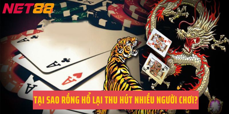 Tại sao Rồng hổ lại thu hút nhiều người chơi?